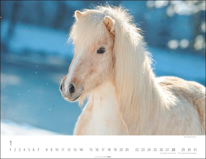 Islandpferde - Wandkalender 2024 - 44 x 34 cm - Kunstverlag Weingarten