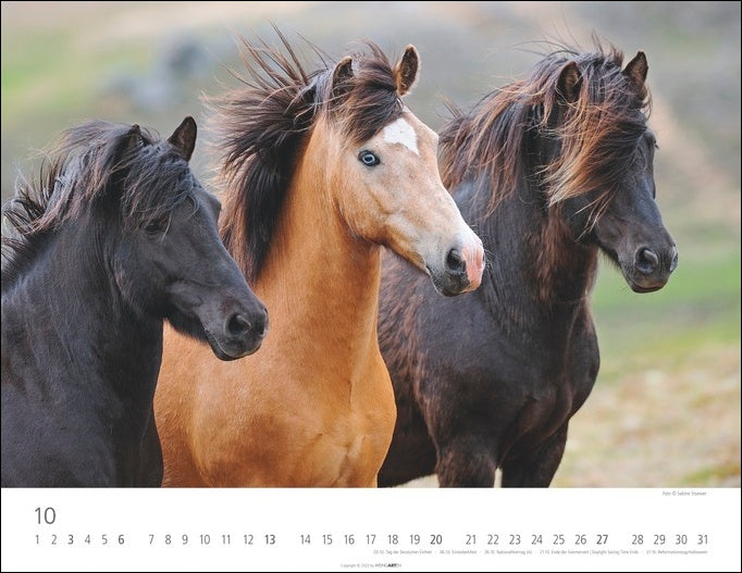 Islandpferde - Wandkalender 2024 - 44 x 34 cm - Kunstverlag Weingarten