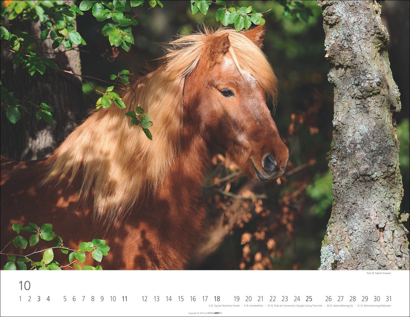 Icelandic Horses - Wall Calendar 2026 - 44 x 34 cm - Weingarten Art Publishers