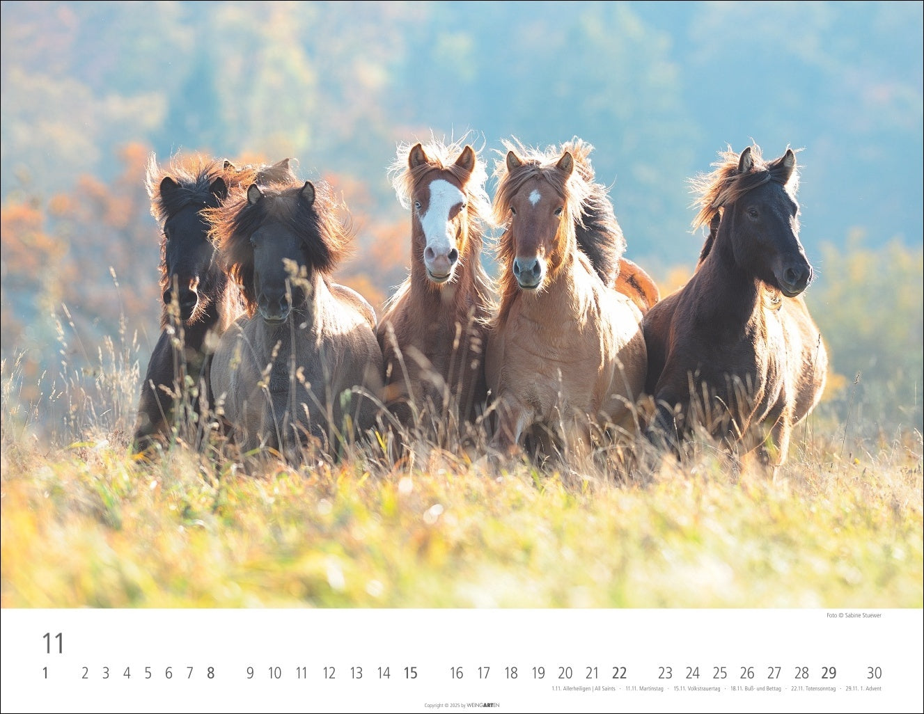 Icelandic Horses - Wall Calendar 2026 - 44 x 34 cm - Weingarten Art Publishers