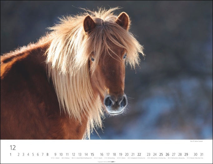 Islandpferde - Wandkalender 2024 - 44 x 34 cm - Kunstverlag Weingarten