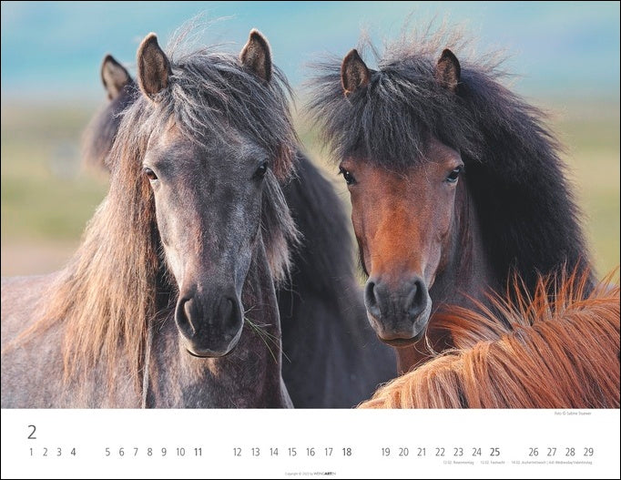 Islandpferde - Wandkalender 2024 - 44 x 34 cm - Kunstverlag Weingarten