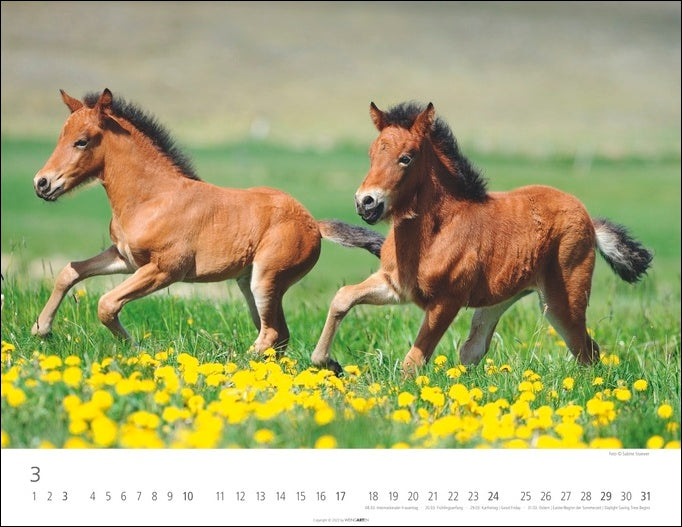 Islandpferde - Wandkalender 2024 - 44 x 34 cm - Kunstverlag Weingarten
