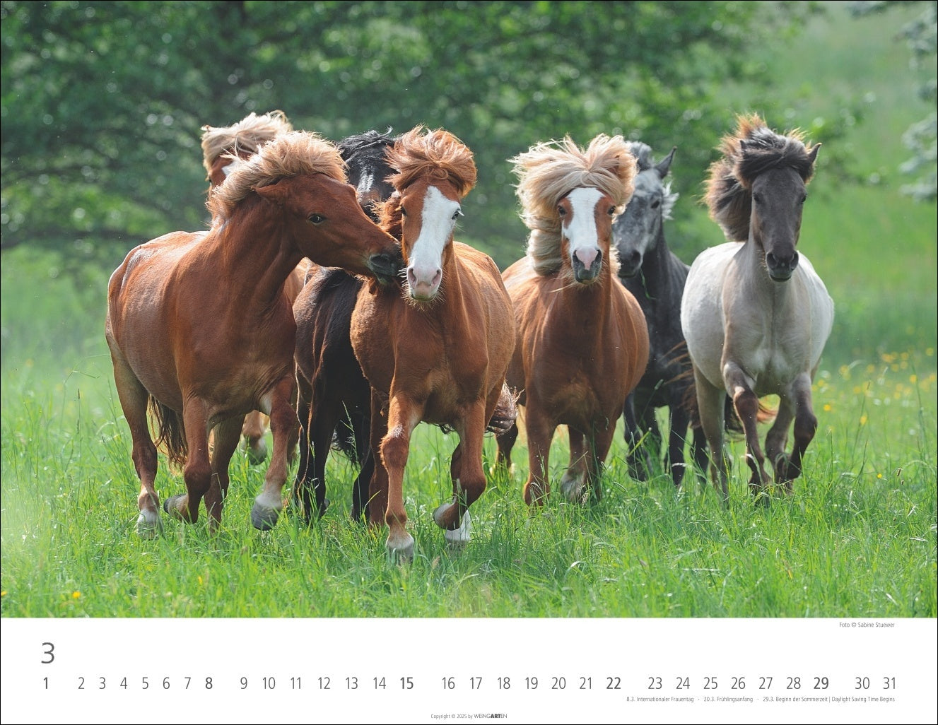 Icelandic Horses - Wall Calendar 2026 - 44 x 34 cm - Weingarten Art Publishers