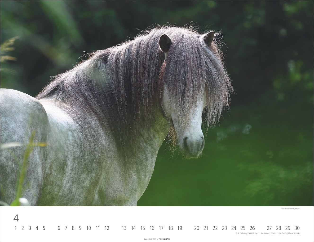 Icelandic Horses - Wall Calendar 2026 - 44 x 34 cm - Weingarten Art Publishers