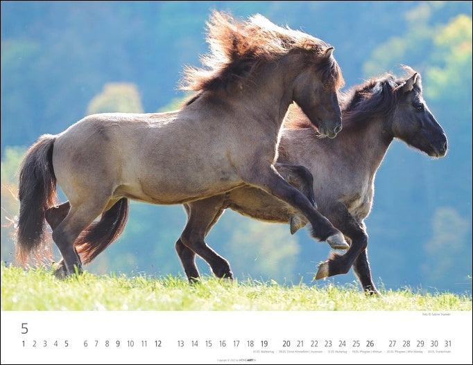 Islandpferde - Wandkalender 2024 - 44 x 34 cm - Kunstverlag Weingarten
