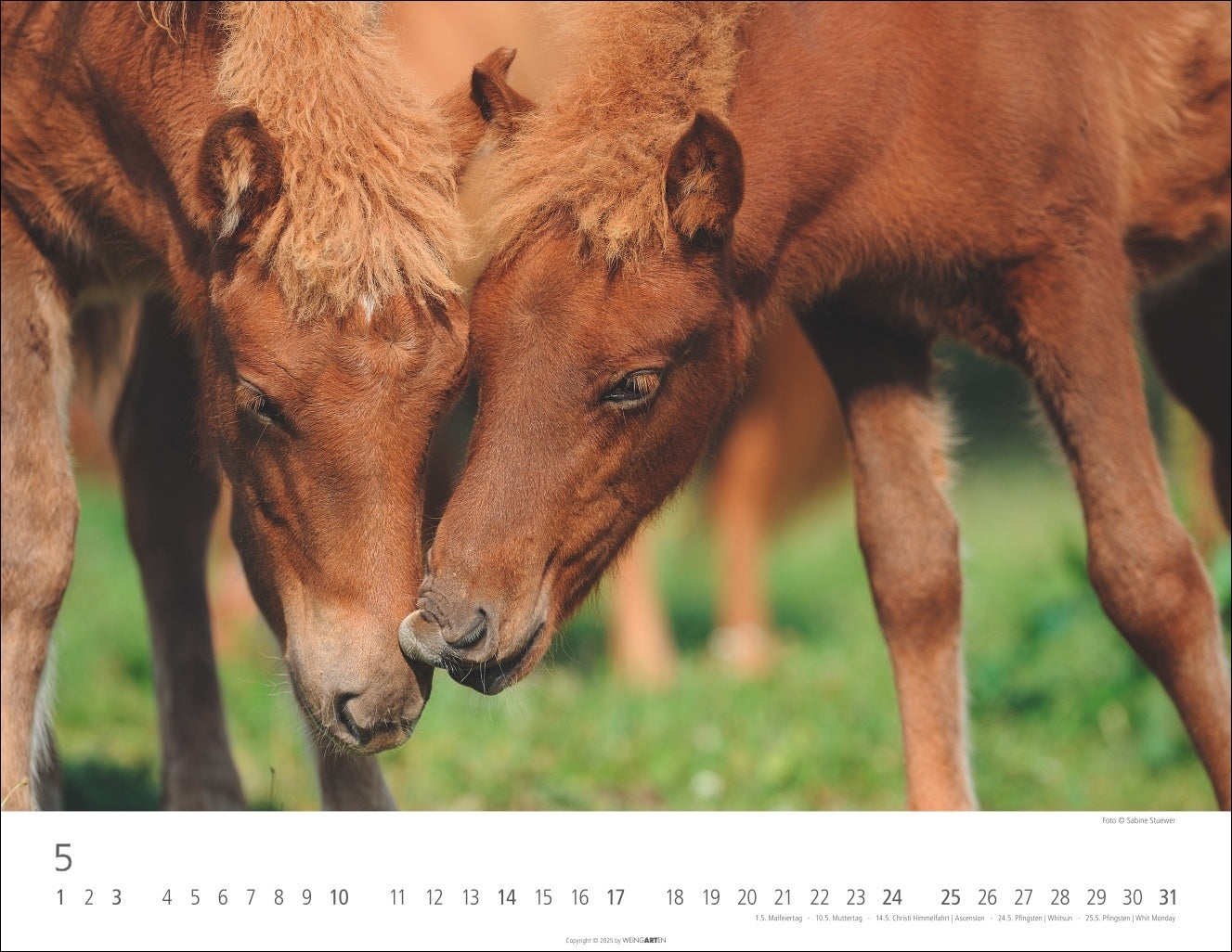 Icelandic Horses - Wall Calendar 2026 - 44 x 34 cm - Weingarten Art Publishers