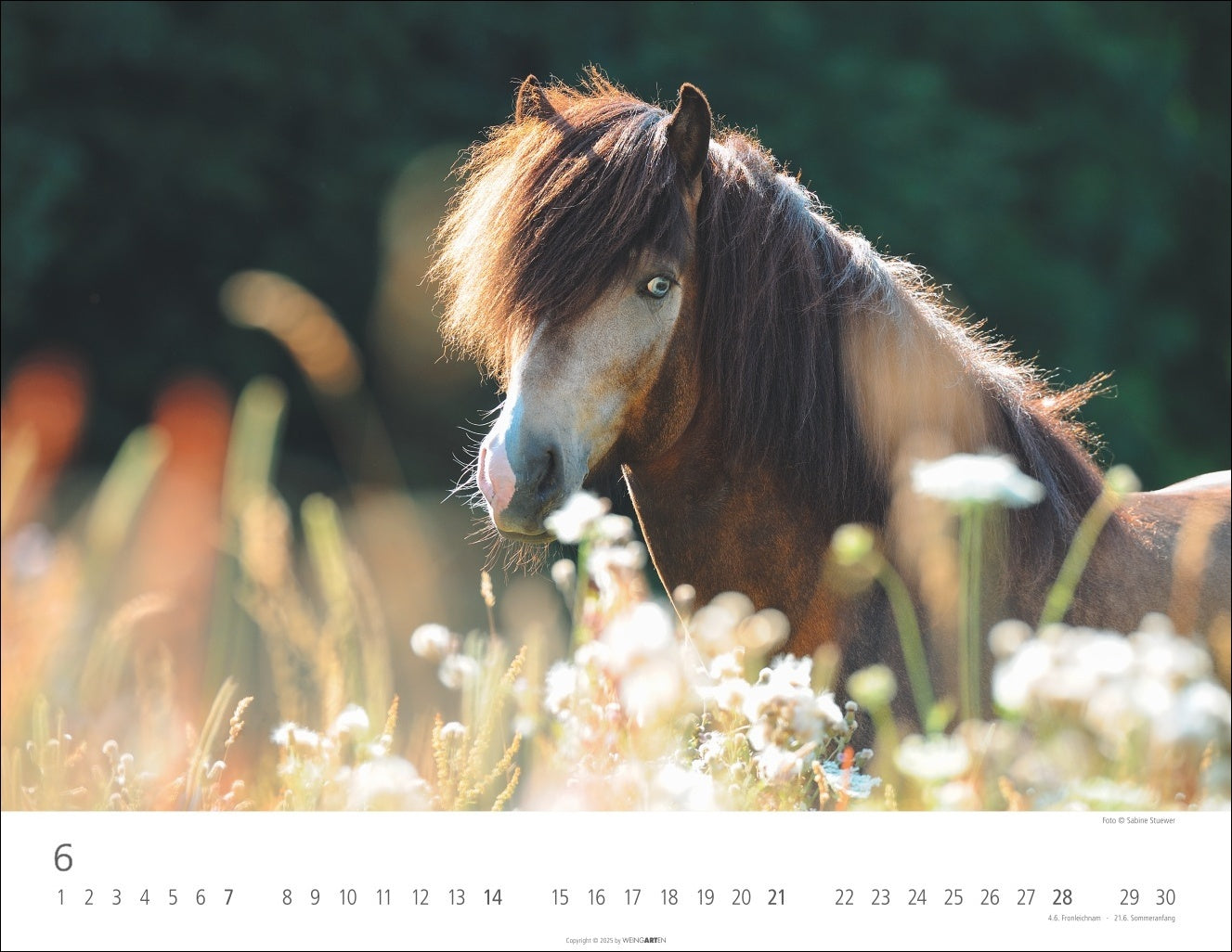 Icelandic Horses - Wall Calendar 2026 - 44 x 34 cm - Weingarten Art Publishers
