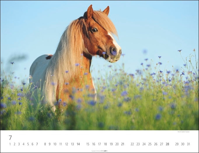 Islandpferde - Wandkalender 2024 - 44 x 34 cm - Kunstverlag Weingarten