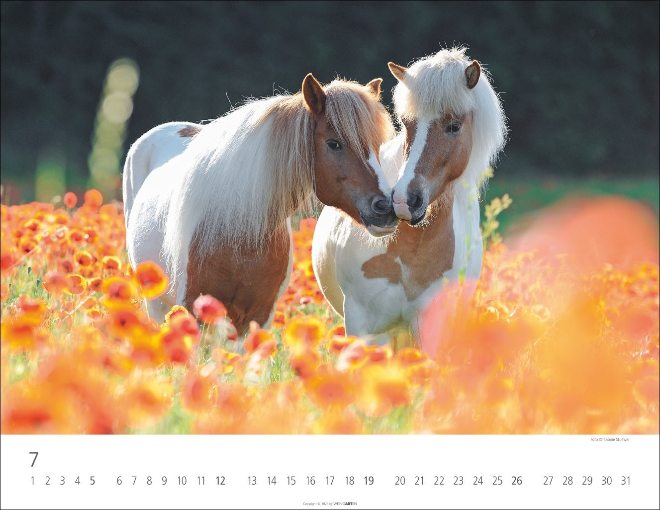 Icelandic Horses - Wall Calendar 2026 - 44 x 34 cm - Weingarten Art Publishers
