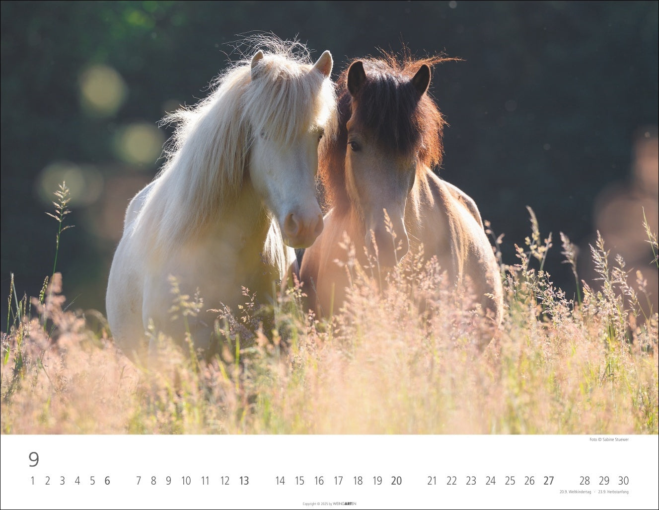 Icelandic Horses - Wall Calendar 2026 - 44 x 34 cm - Weingarten Art Publishers