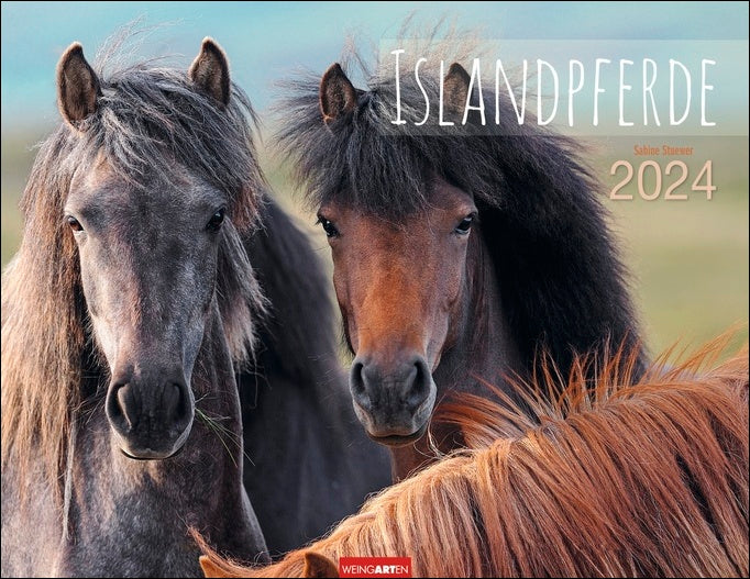 Islandpferde - Wandkalender 2024 - 44 x 34 cm - Kunstverlag Weingarten