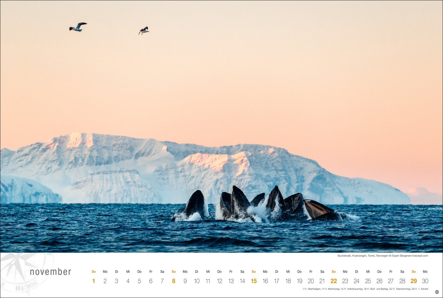 Hurtigruten Globetrotter - Wall Calendar 2026 - 58 x 39 cm - Heye Verlag