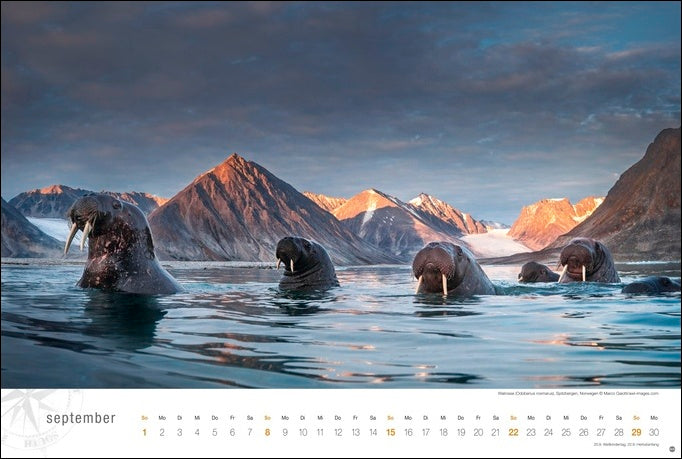 Hurtigruten Globetrotter - Wandkalender 2024 - 58 x 39 cm - Heye Verlag