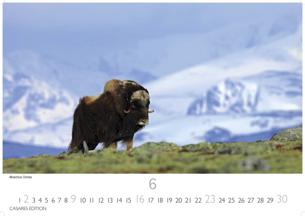 Grönland - Wandkalender 2024 - 50 x 35 cm - CASARES fine art EDITION