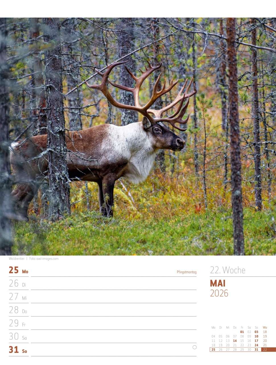 Abenteuer: Skandinavien - Der Zauber des hohen Nordens - Wochenplaner Kalender 2026 - 25 x 33 cm