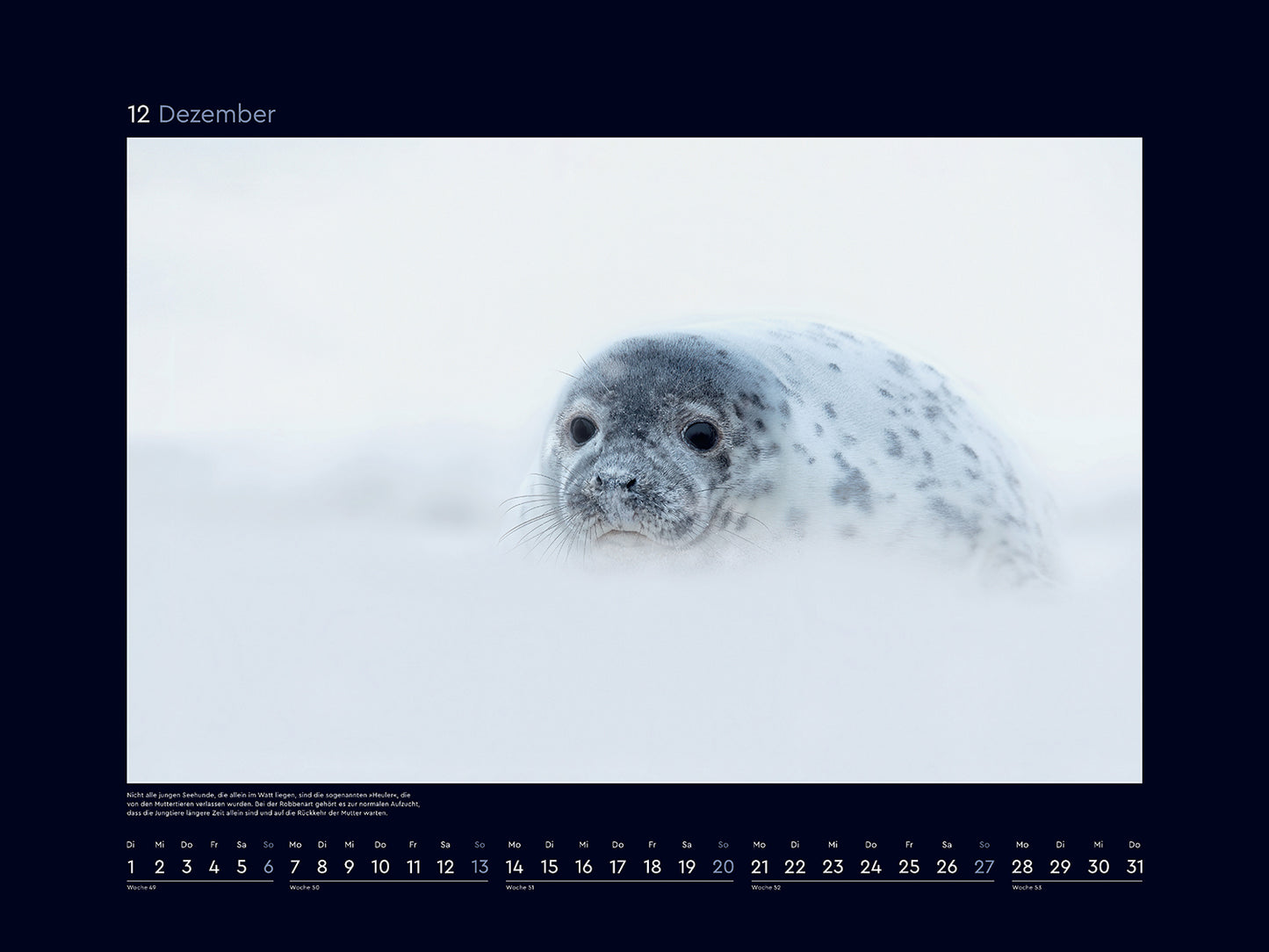 Wilde Nordsee - Wandkalender 2026 - 60 x 45 cm - Kunth Verlag