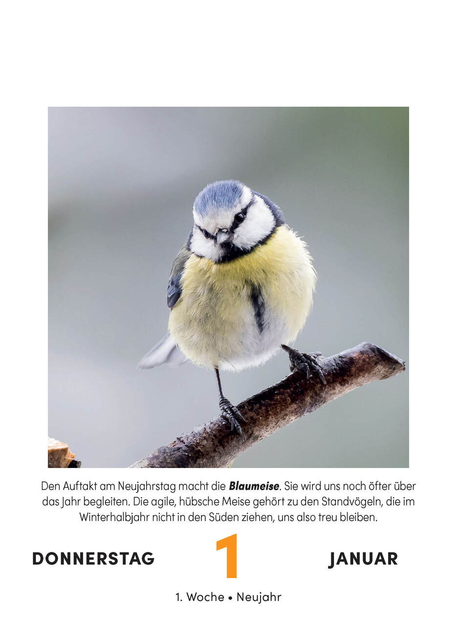 Bird calendar - daily tear-off calendar for hanging or standing