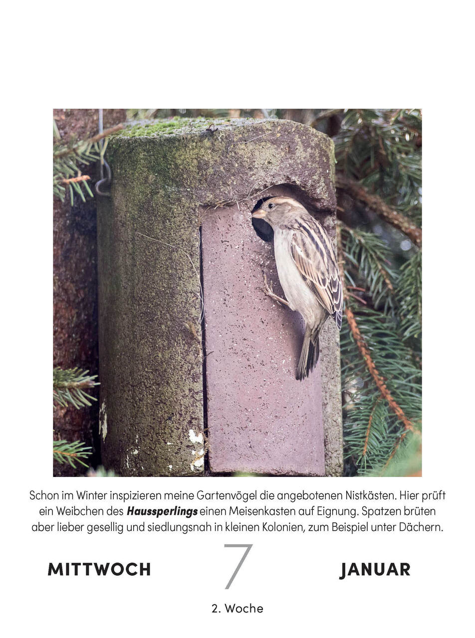Bird calendar - daily tear-off calendar for hanging or standing