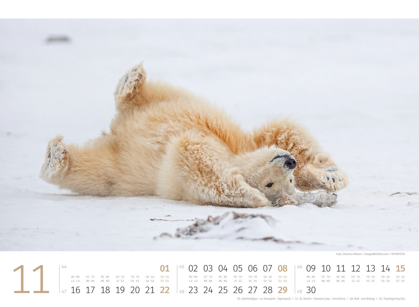 Eisbären - Wandkalender 2026 - 45 x 33 cm - Ackermann Kunstverlag