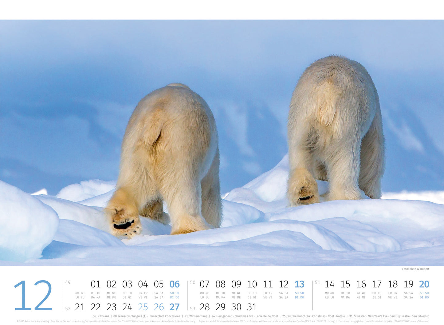 Eisbären - Wandkalender 2026 - 45 x 33 cm - Ackermann Kunstverlag