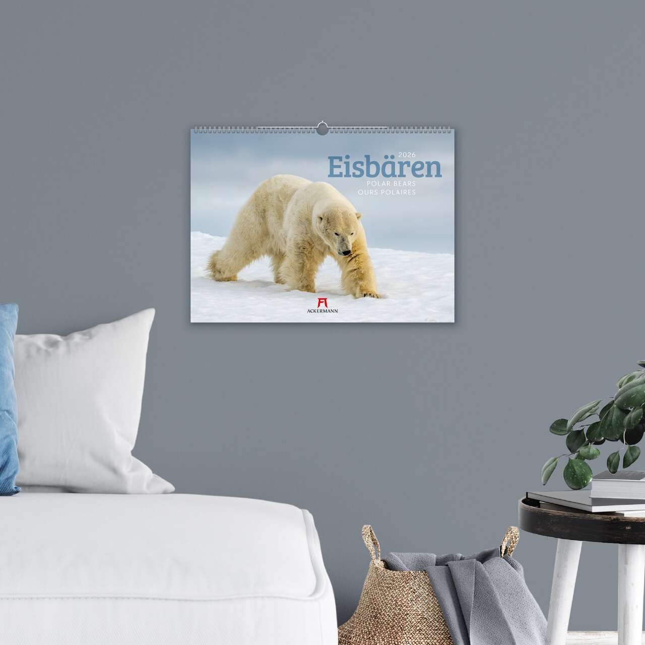 Eisbären - Wandkalender 2026 - 45 x 33 cm - Ackermann Kunstverlag
