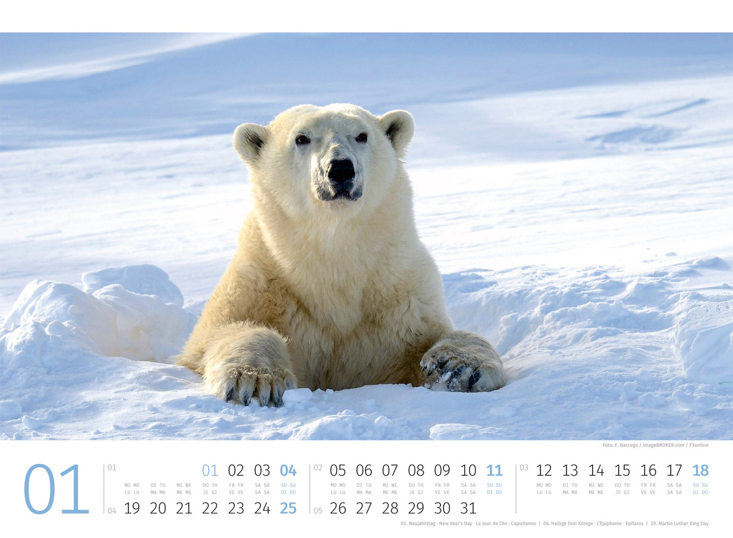 Eisbären - Wandkalender 2026 - 45 x 33 cm - Ackermann Kunstverlag
