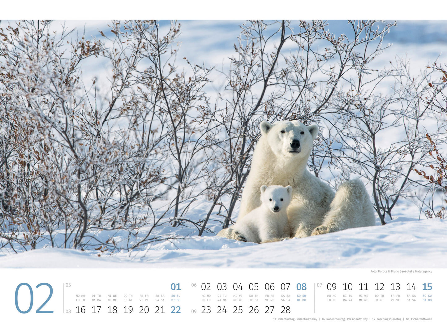 Eisbären - Wandkalender 2026 - 45 x 33 cm - Ackermann Kunstverlag