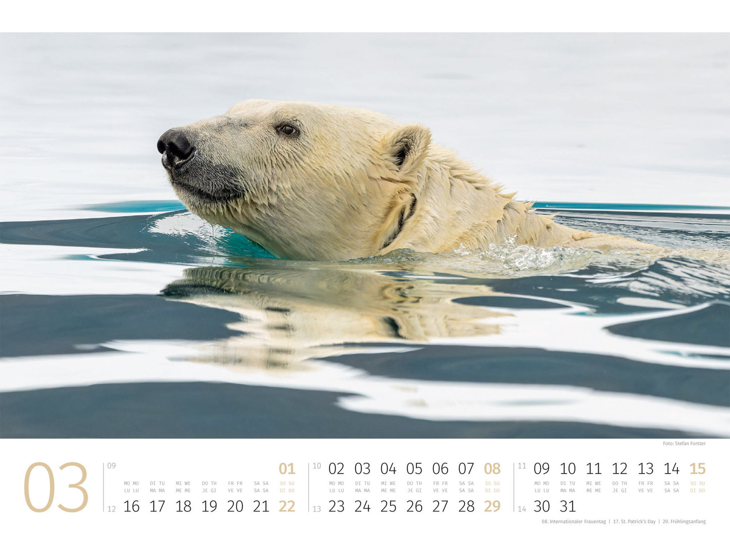 Eisbären - Wandkalender 2026 - 45 x 33 cm - Ackermann Kunstverlag