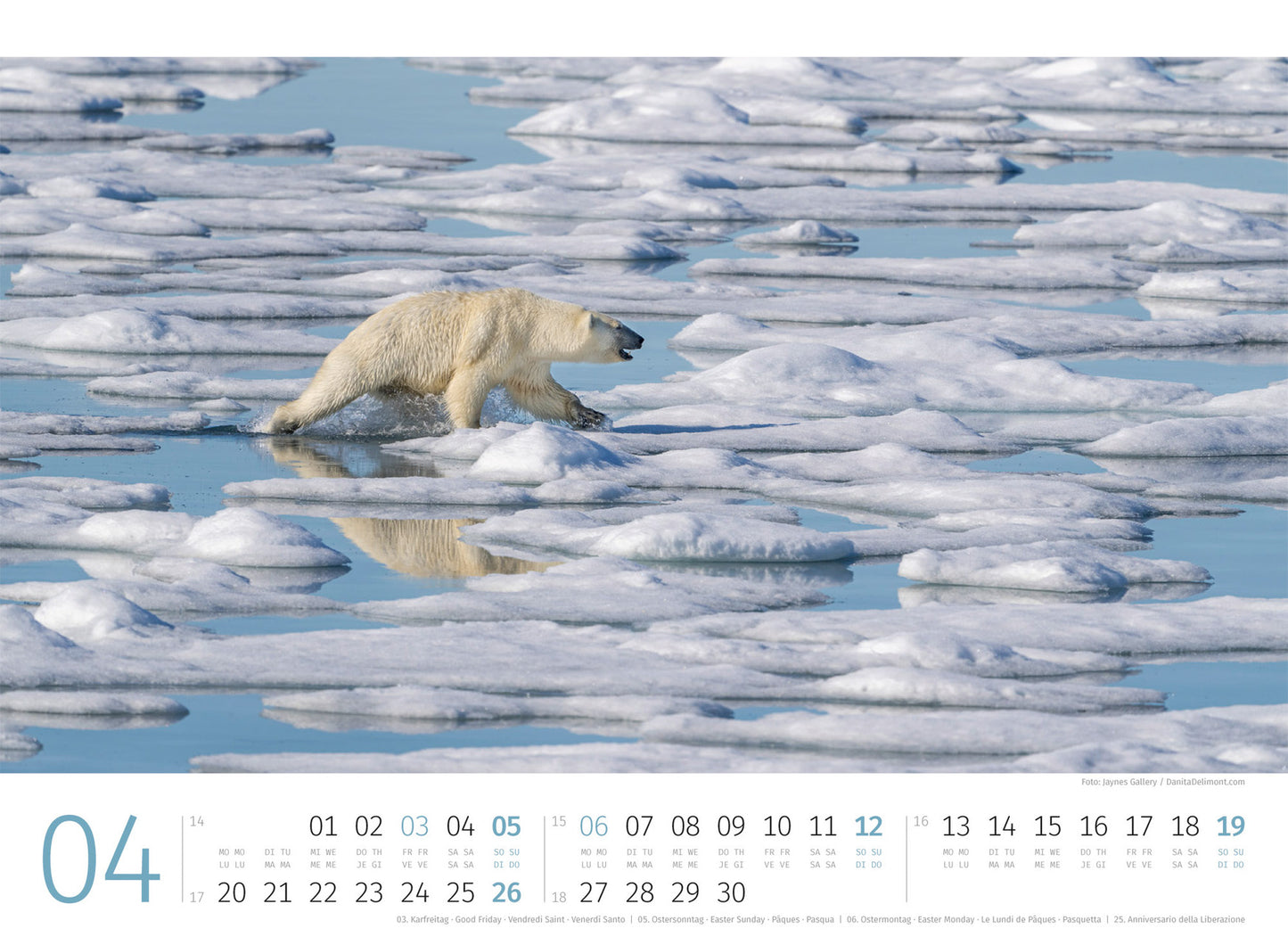 Eisbären - Wandkalender 2026 - 45 x 33 cm - Ackermann Kunstverlag