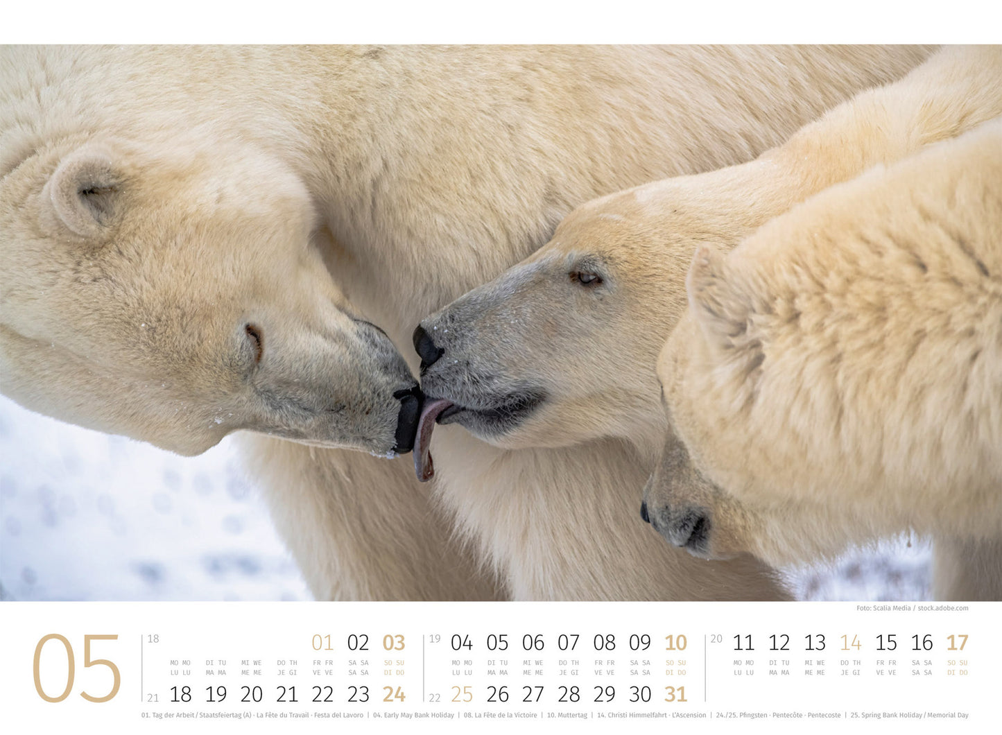 Eisbären - Wandkalender 2026 - 45 x 33 cm - Ackermann Kunstverlag