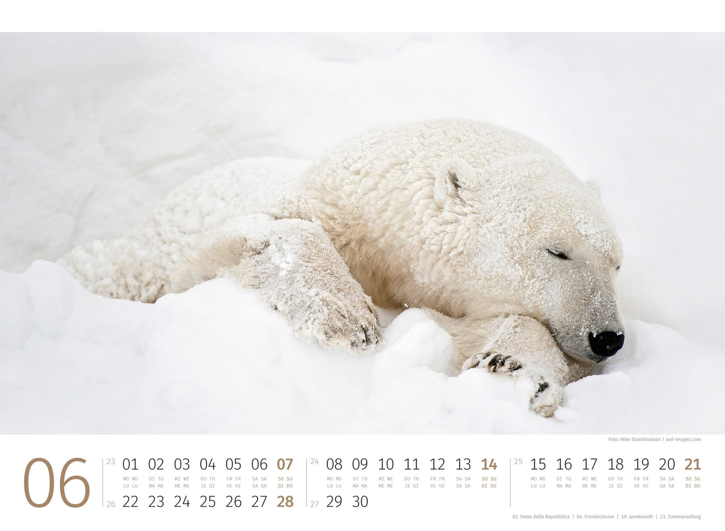 Eisbären - Wandkalender 2026 - 45 x 33 cm - Ackermann Kunstverlag