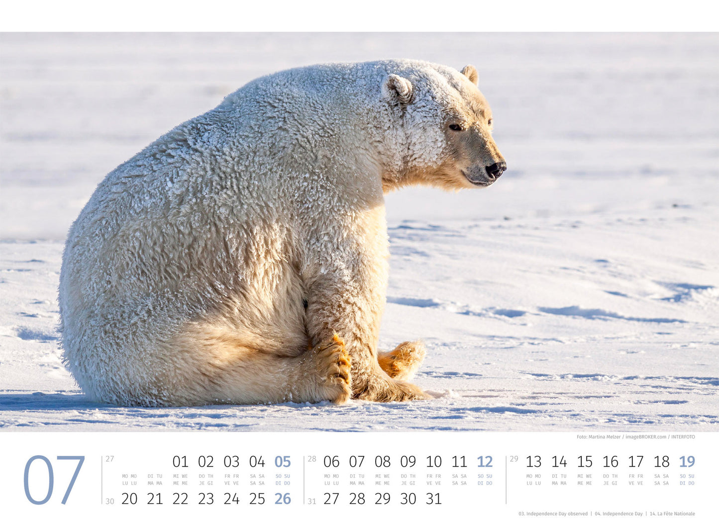Eisbären - Wandkalender 2026 - 45 x 33 cm - Ackermann Kunstverlag