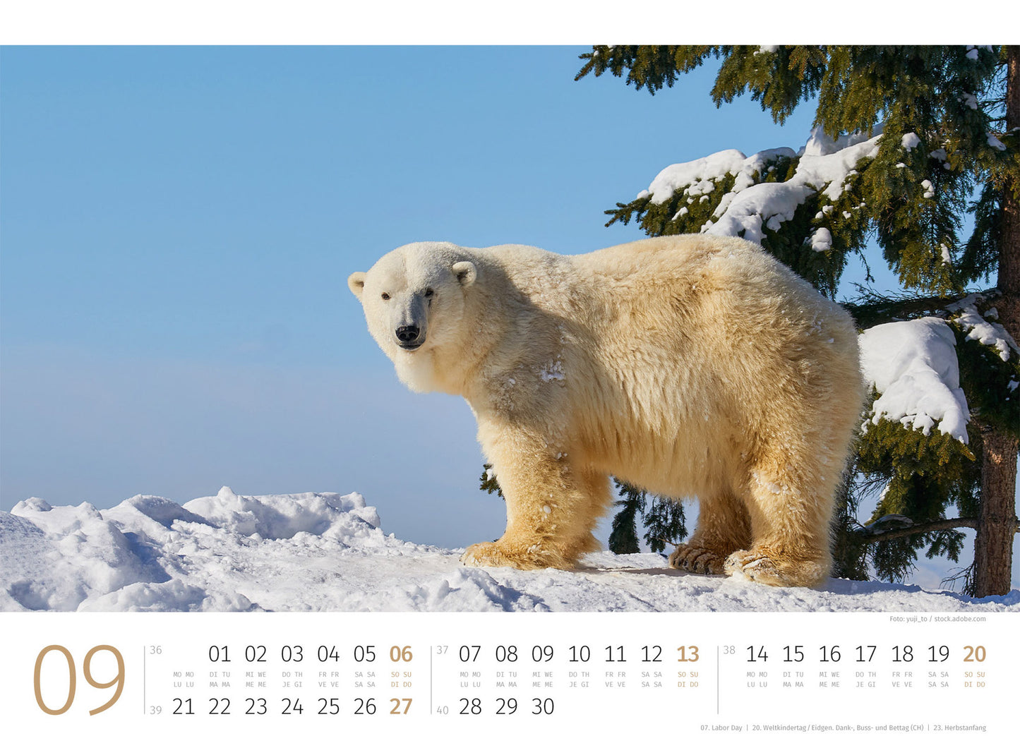 Eisbären - Wandkalender 2026 - 45 x 33 cm - Ackermann Kunstverlag