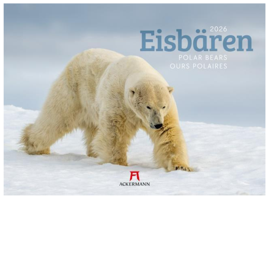 Eisbären - Wandkalender 2026 - 45 x 33 cm - Ackermann Kunstverlag