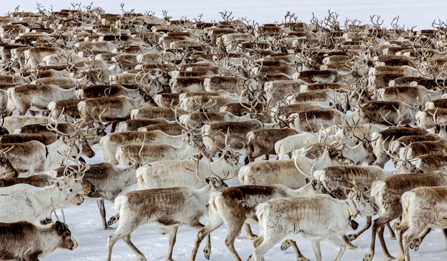 Lapland - Scandinavia's wild north