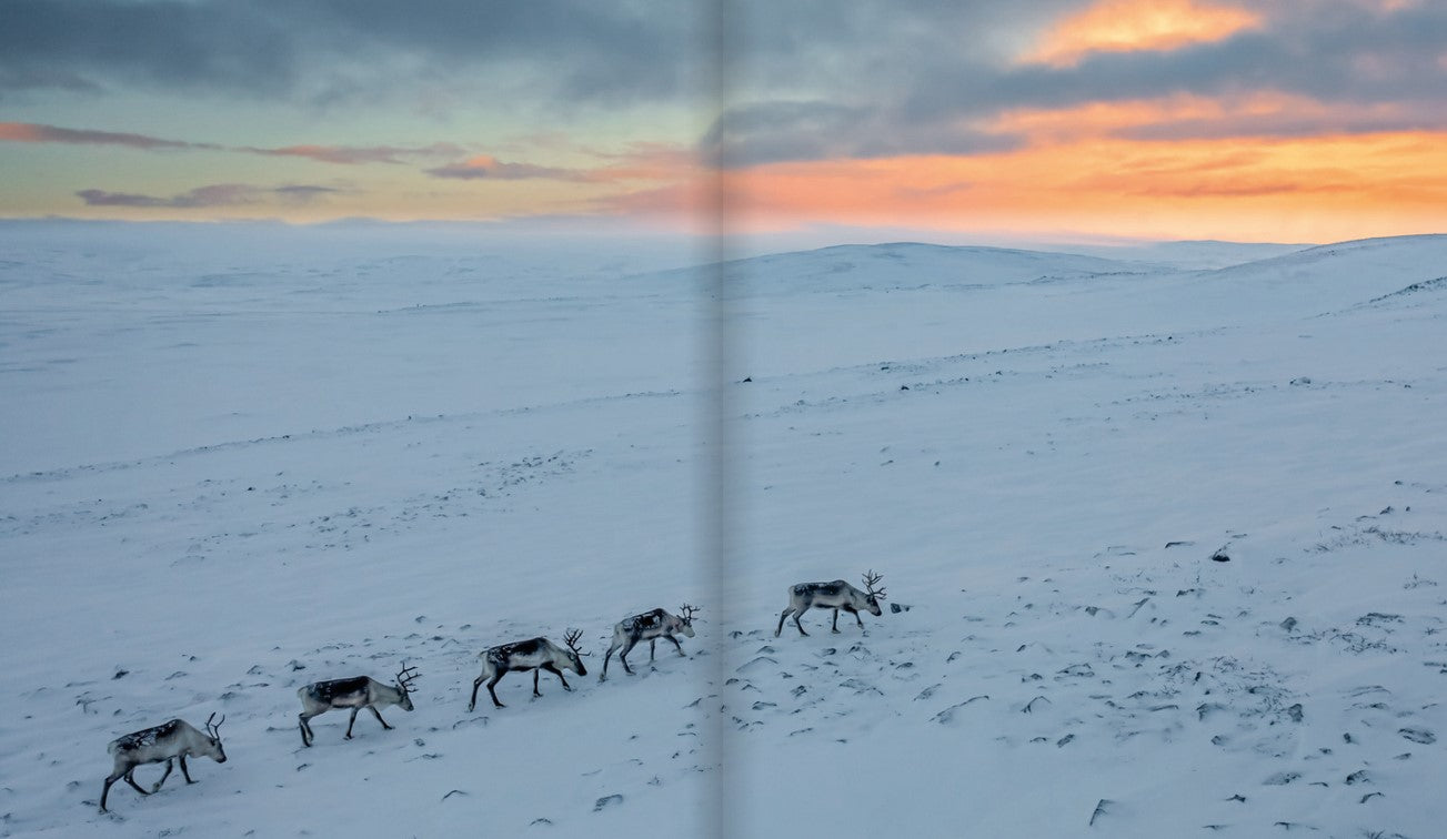 Lapland - Scandinavia's wild north