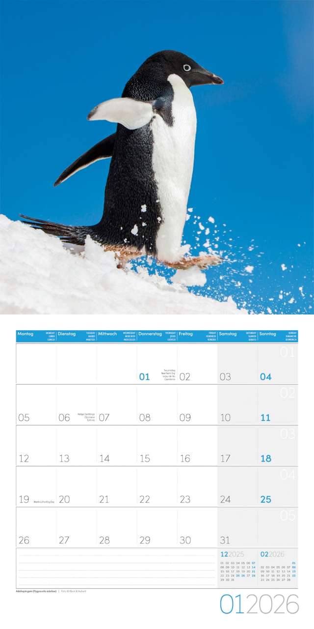 Penguins Calendar 2026 - 30x30 - Ackermann Art Publishers
