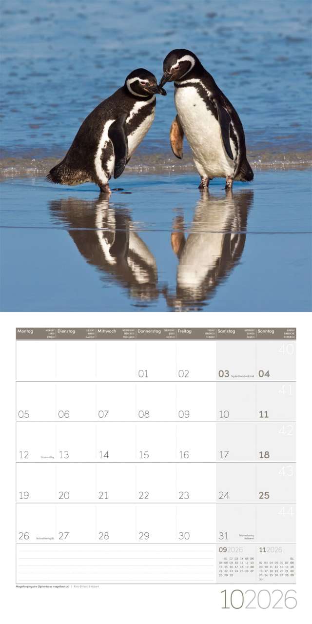 Penguins Calendar 2026 - 30x30 - Ackermann Art Publishers