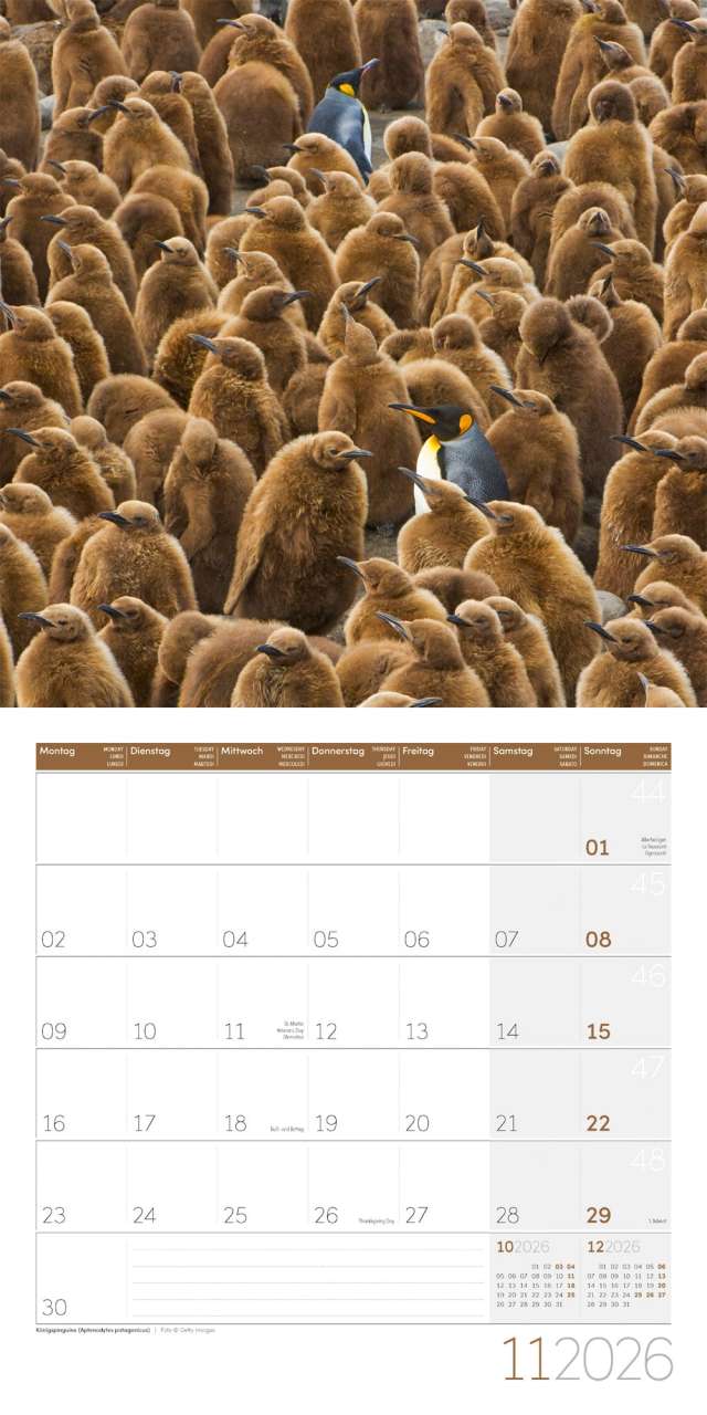 Penguins Calendar 2026 - 30x30 - Ackermann Art Publishers