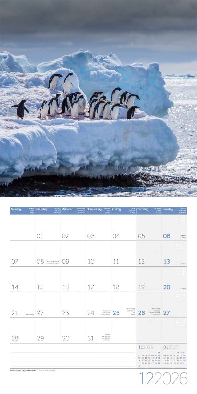 Penguins Calendar 2026 - 30x30 - Ackermann Art Publishers