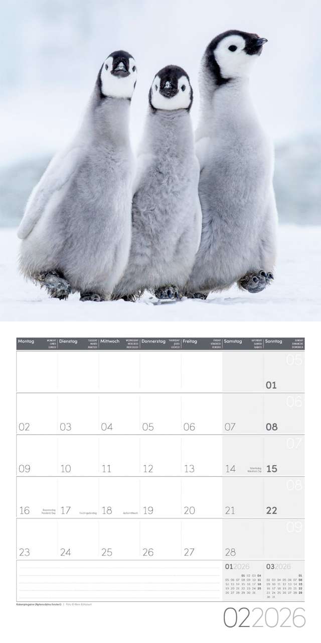 Penguins Calendar 2026 - 30x30 - Ackermann Art Publishers
