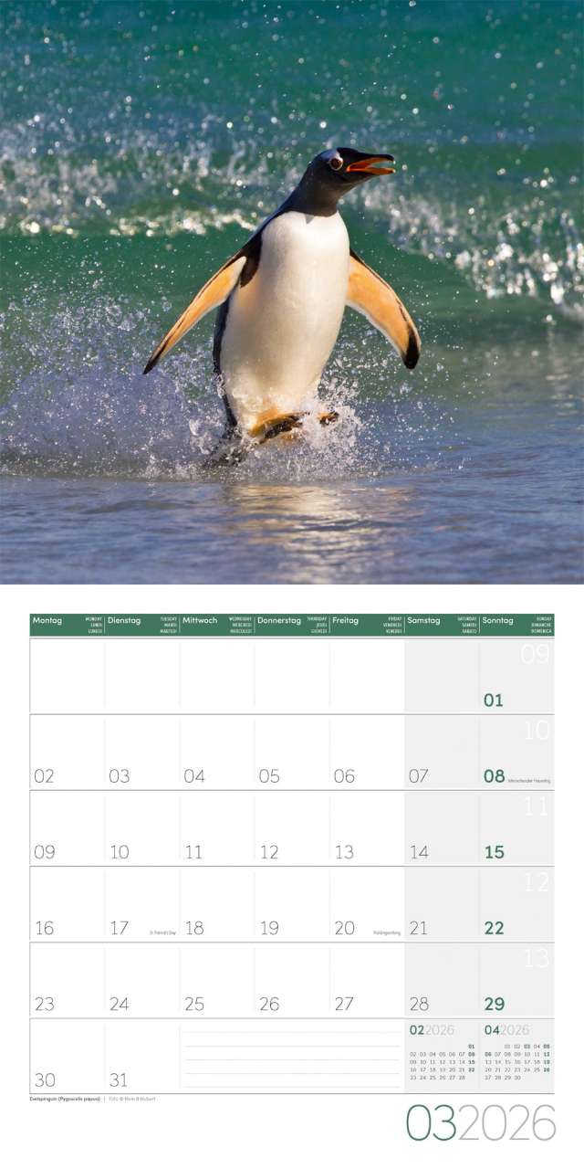 Penguins Calendar 2026 - 30x30 - Ackermann Art Publishers
