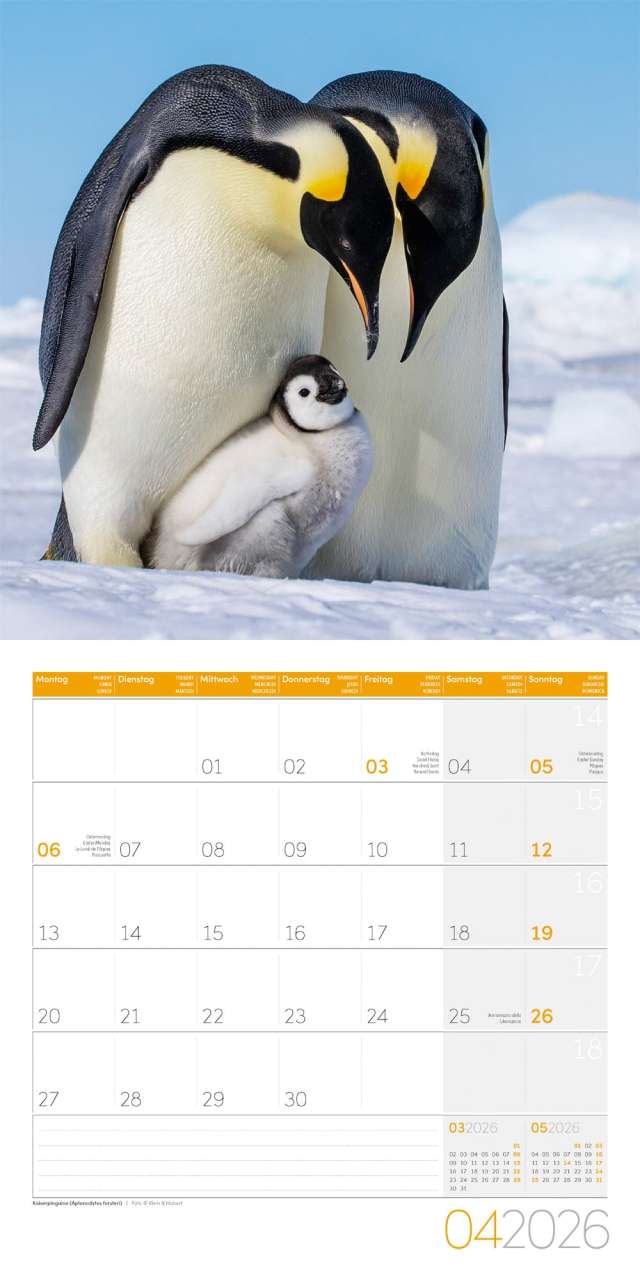Penguins Calendar 2026 - 30x30 - Ackermann Art Publishers