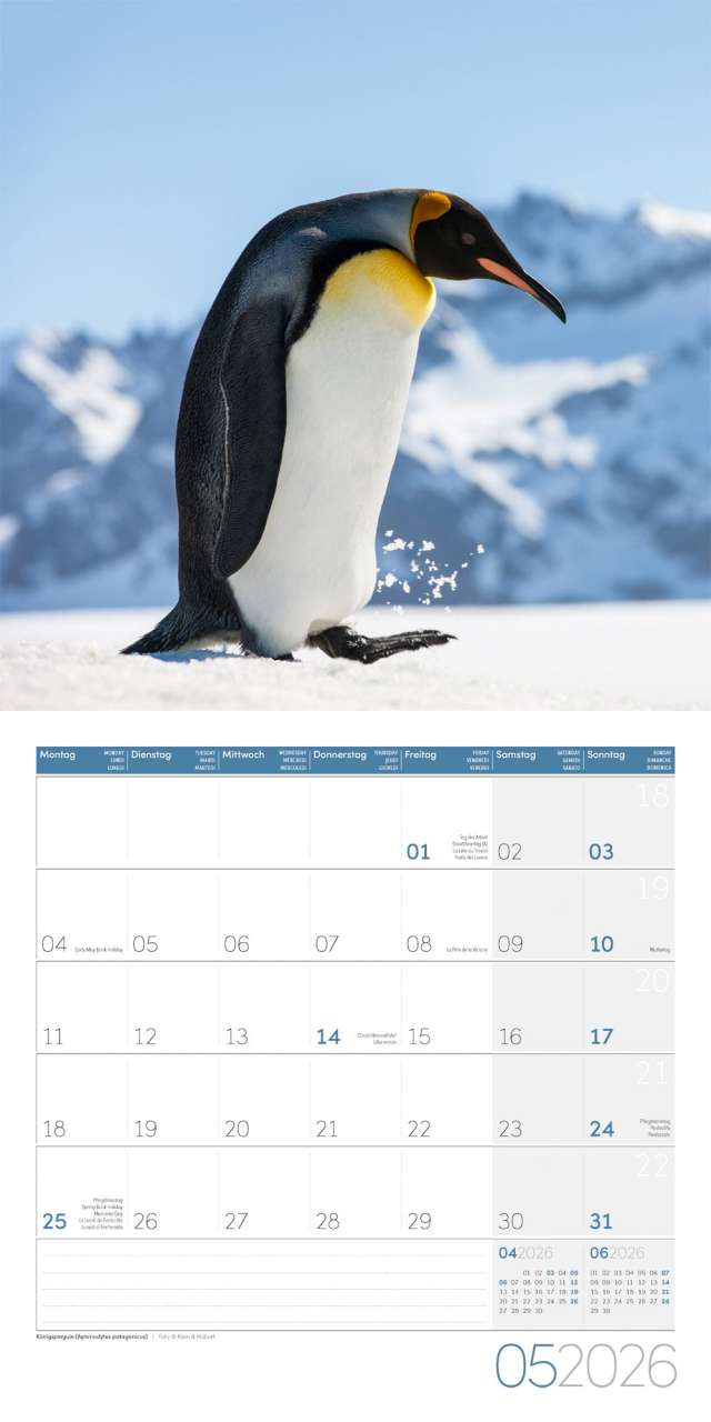 Penguins Calendar 2026 - 30x30 - Ackermann Art Publishers