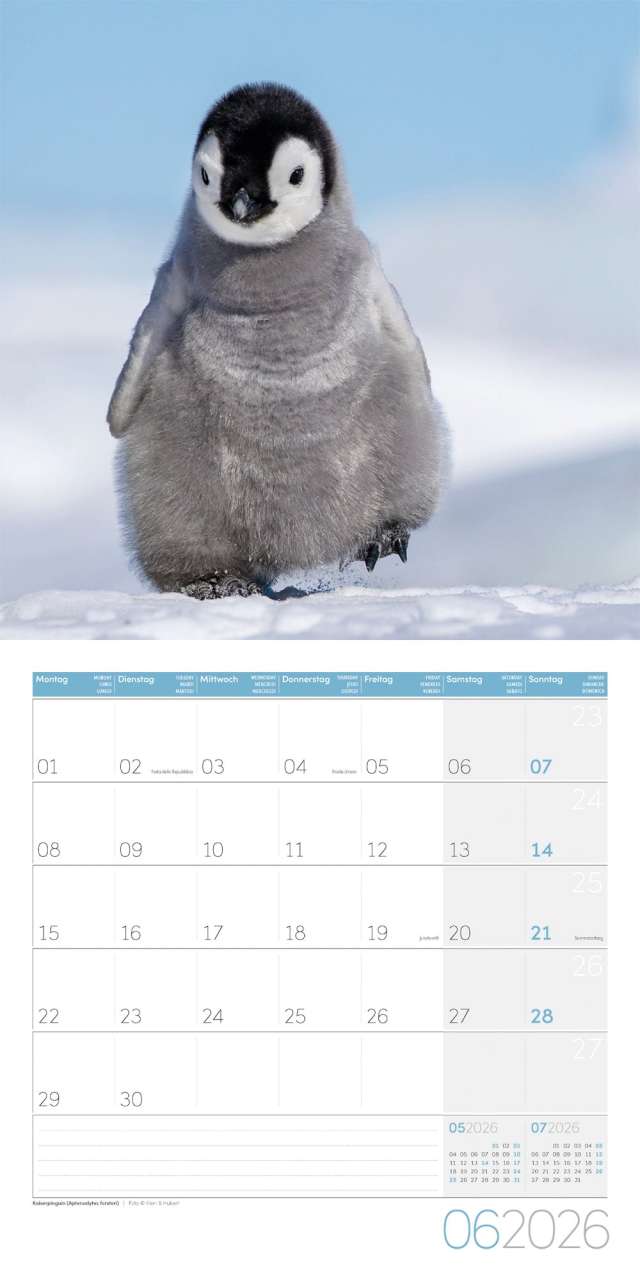 Penguins Calendar 2026 - 30x30 - Ackermann Art Publishers