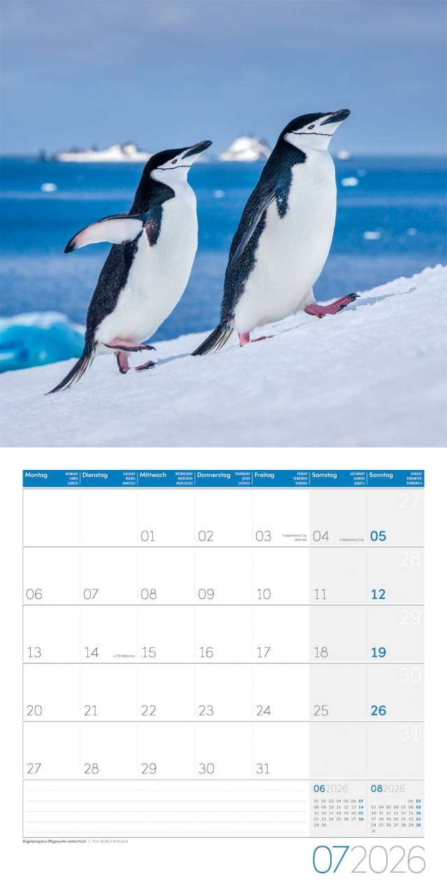 Penguins Calendar 2026 - 30x30 - Ackermann Art Publishers