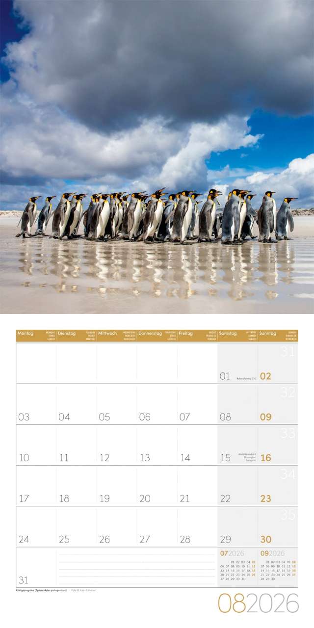 Penguins Calendar 2026 - 30x30 - Ackermann Art Publishers