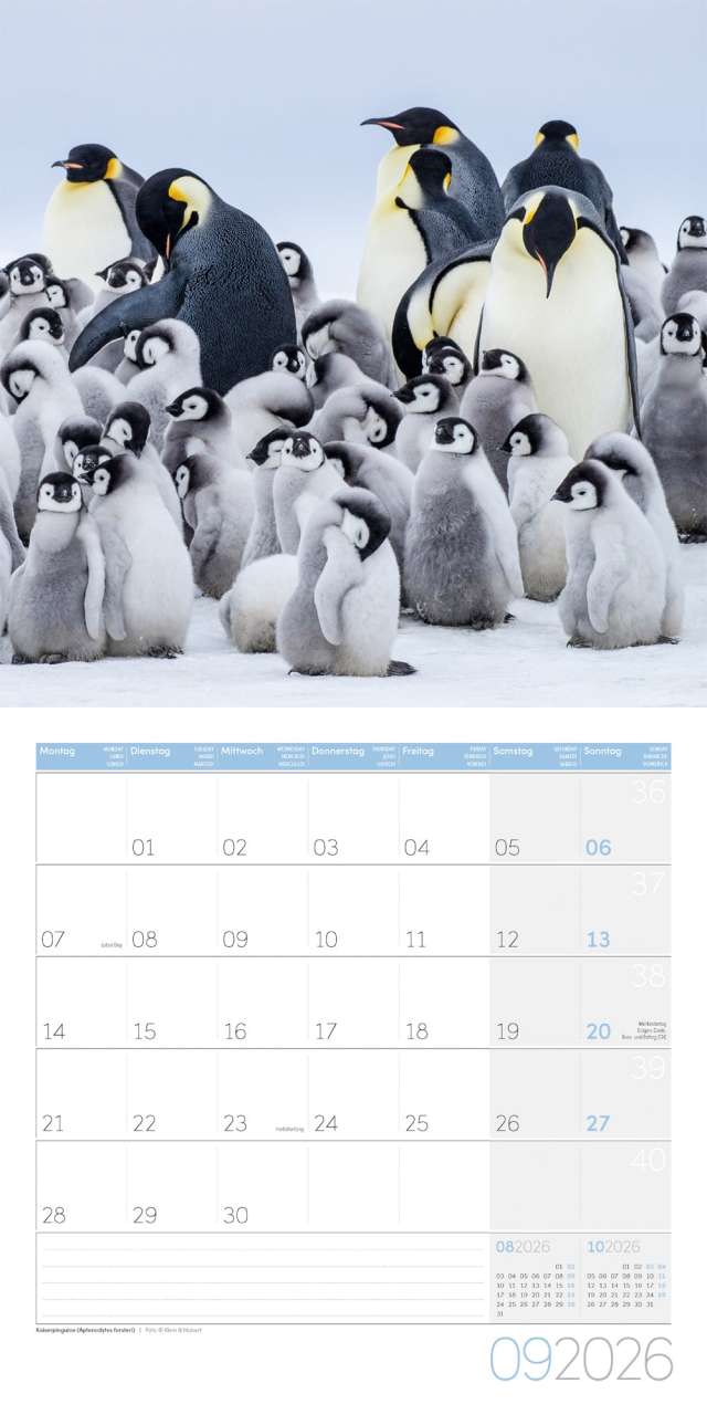 Penguins Calendar 2026 - 30x30 - Ackermann Art Publishers