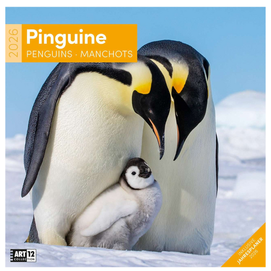 Penguins Calendar 2026 - 30x30 - Ackermann Art Publishers